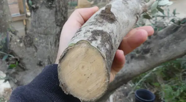 Rama de olivo recién cortada, ideal para esquejes. La mejor época para hacer esquejes de olivo es ahora.