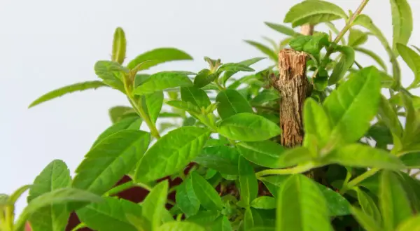Detalle de hojas verdes y tiernas de la planta maría luisa, con un pequeño tallo de madera en el centro.