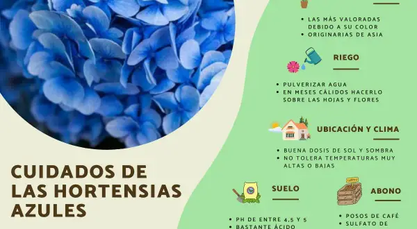 Cuidados de las hortensias azules, destacando sus tipos y cómo mantenerlas sanas.
