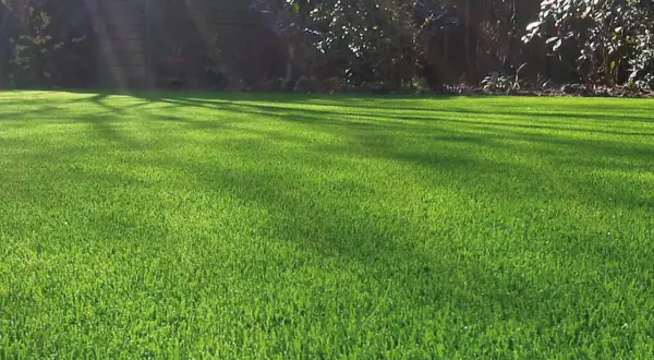 Un césped verde y frondoso, con sombras de árboles que crean patrones. Hay varios tipos de césped que podrían dar este aspecto perfecto.