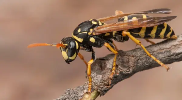 Avispa con rayas amarillas y negras posada en una rama. Podría ser una señal de un nido de avispas en casa.