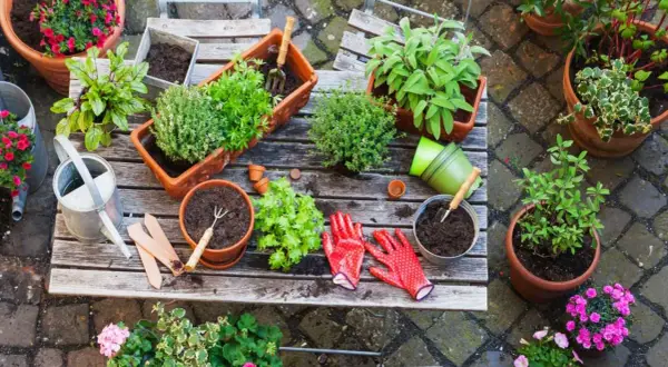 Ideas para que plantar en jardineras de exterior: hierbas aromáticas, flores y plantas verdes en macetas, con herramientas y guantes listos.