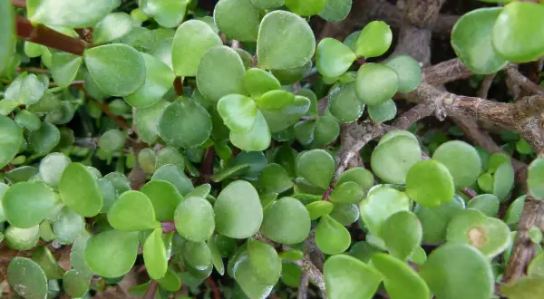 Portulacaria afra cuidados: hojas verdes y carnosas de una planta suculenta, ideal para bonsáis.