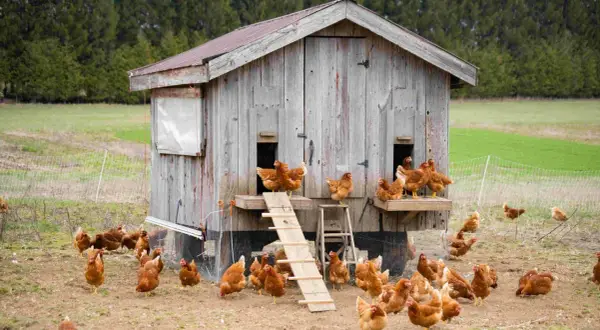 Un grupo de gallinas corretean alrededor de una casa de madera rústica, algunas suben por una rampa.