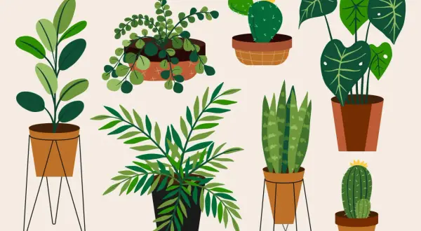 Varias plantas en macetas, como cactus y helechos, nos muestran lo que necesitan las plantas para vivir: luz, agua y tierra.