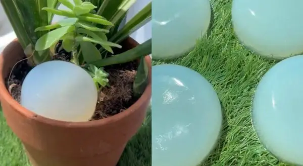 Globo de agua en maceta, solución de riego casero para vacaciones.