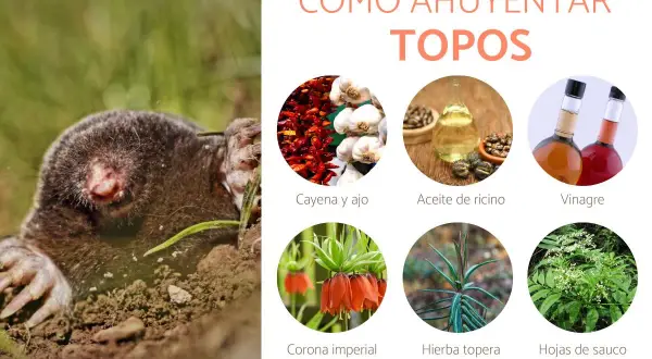 Un topo emerge de la tierra. La imagen muestra métodos para ahuyentar topos: cayena y ajo, aceite de ricino, vinagre, corona imperial, hierba topera y hojas de sauco.