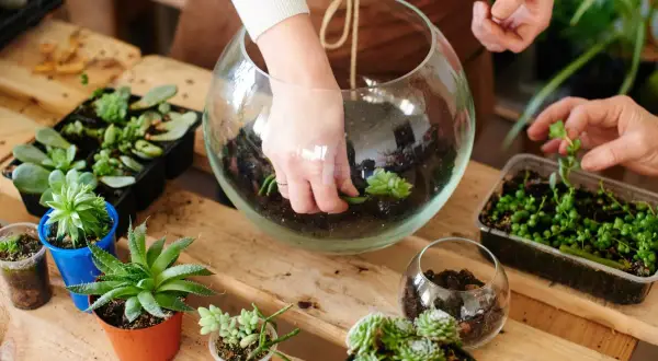 Manos creando un jardín eterno en un terrario de cristal, rodeado de suculentas y plantas en macetas.