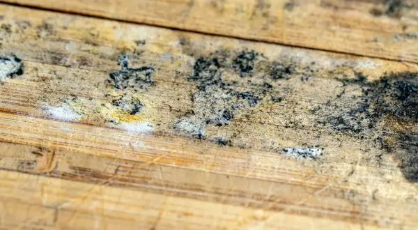 Detalles de moho negro y blanco sobre madera rayada, un problema común al aprender como quitar el moho de la madera.