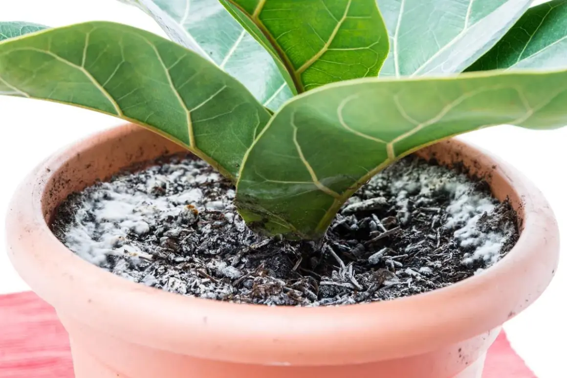 Moho blanco cubre la tierra de una planta de interior en maceta, indicando posible exceso de riego.