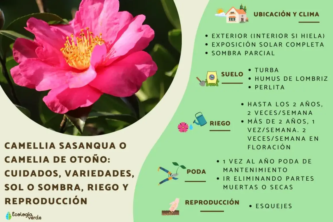 Camellia sasanqua, o camelia de otoño, con sus cuidados, variedades, sol o sombra, riego y reproducción. Explora los tipos de camelias.