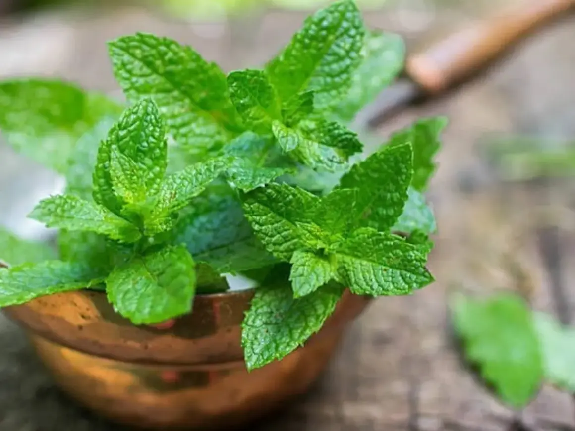 Ramas frescas de menta verde vibrante en un cuenco de cobre, listas para plantar y disfrutar de su aroma.