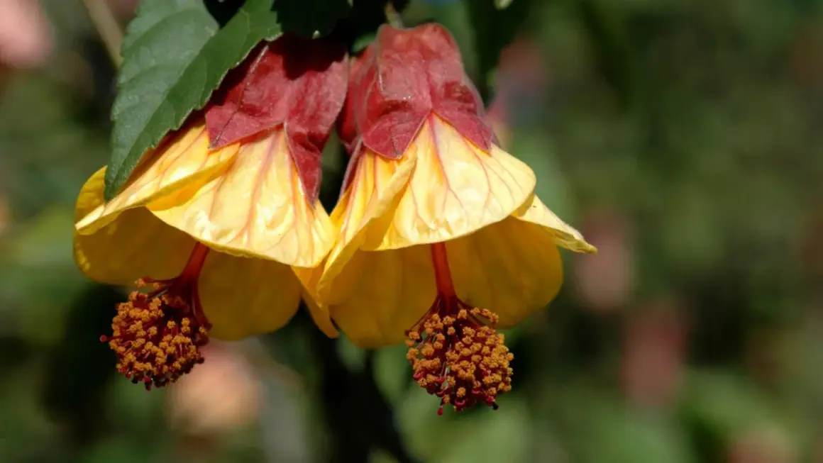 Dos flores amarillas y rojas cuelgan como un farolillo chino planta, con estambres anaranjados.