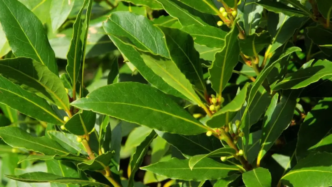 Hojas verdes y brillantes de un arbusto de laurel, perfecto para plantar laurel y dar sabor a tus comidas.