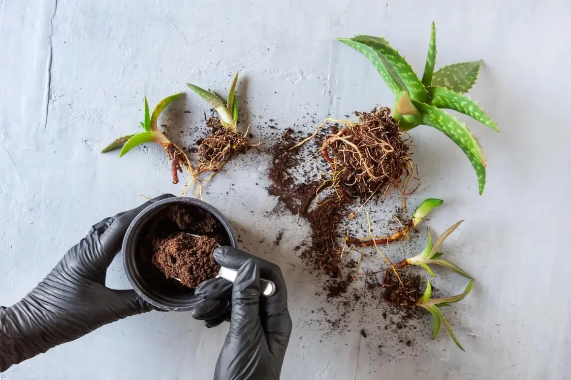 Manos enguantadas preparan tierra para trasplantar aloe vera. Varias plantas de aloe vera con raíces expuestas yacen sobre una superficie gris.