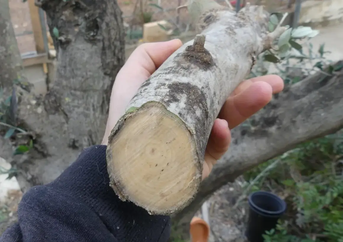 Rama de olivo recién cortada, ideal para esquejes. La mejor época para hacer esquejes de olivo es ahora.