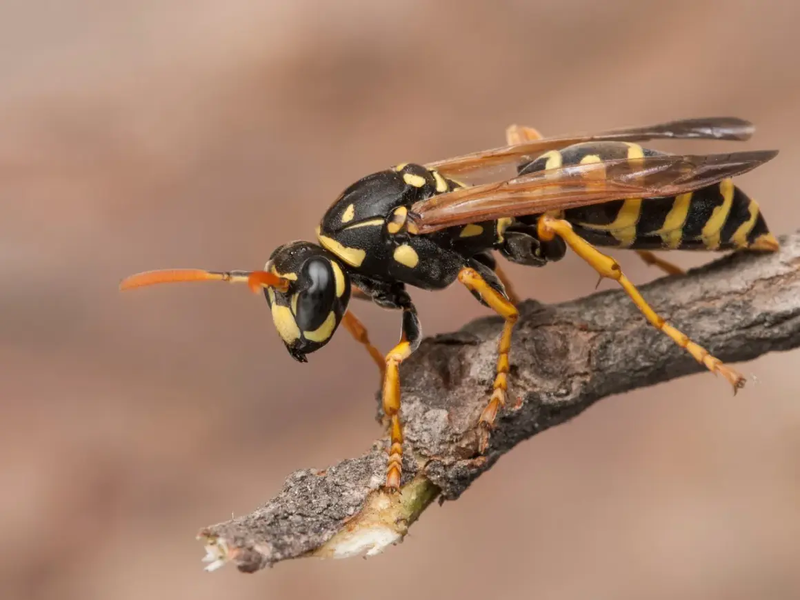 Avispa con rayas amarillas y negras posada en una rama. Podría ser una señal de un nido de avispas en casa.