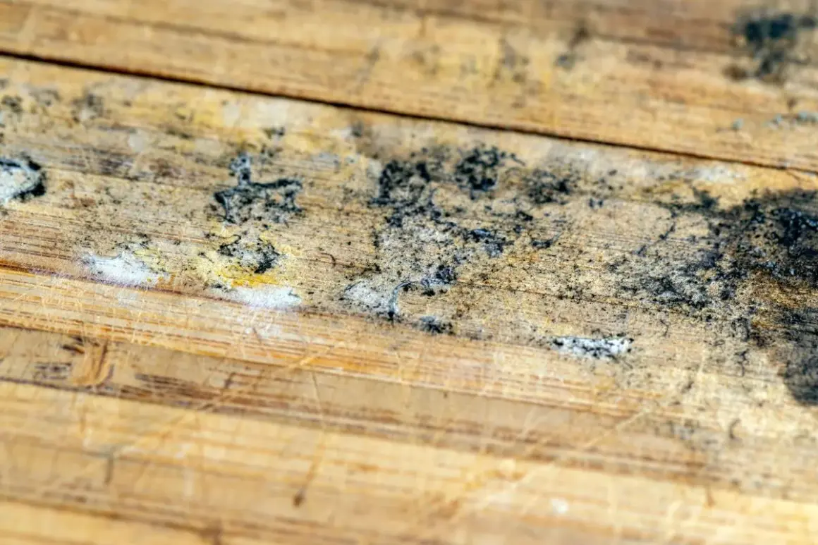 Detalles de moho negro y blanco sobre madera rayada, un problema común al aprender como quitar el moho de la madera.