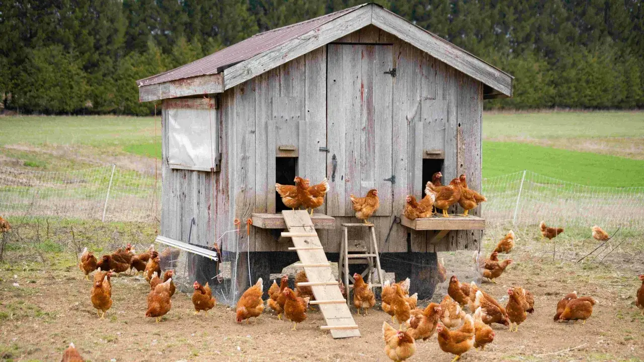 Gallinero doméstico - Guía para empezar con éxito en España