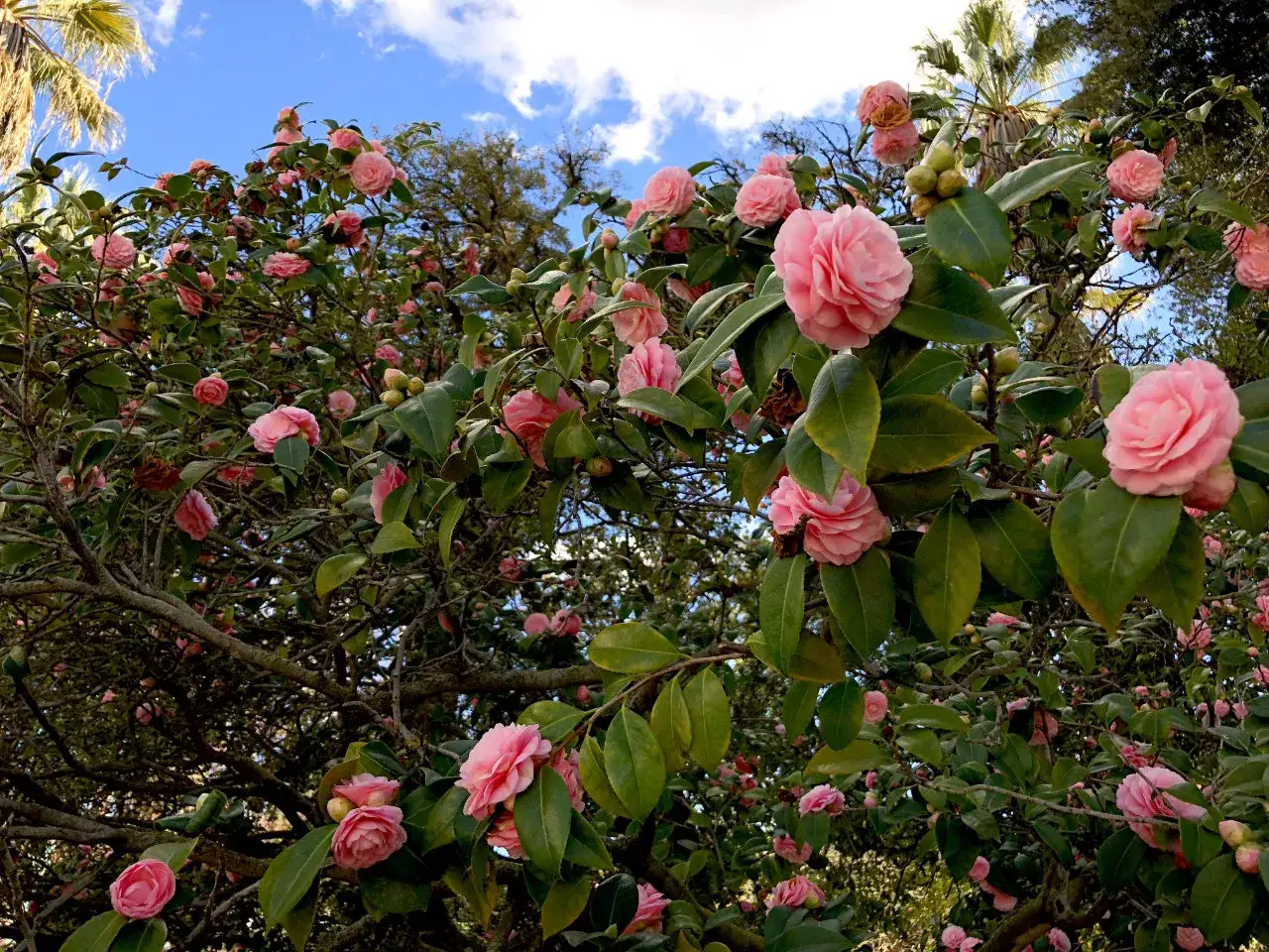 &Aacute;rbol repleto de flores de distintos tipos de camelias rosadas, con hojas verdes y un cielo azul con nubes.
