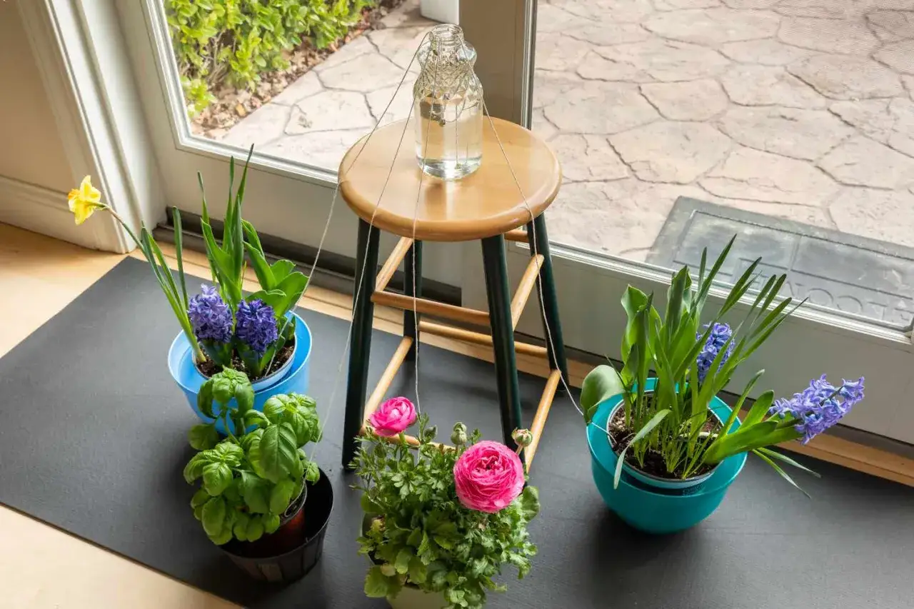Un ingenioso riego casero para vacaciones: una botella de agua suspendida con cuerdas sobre macetas con flores y hierbas.