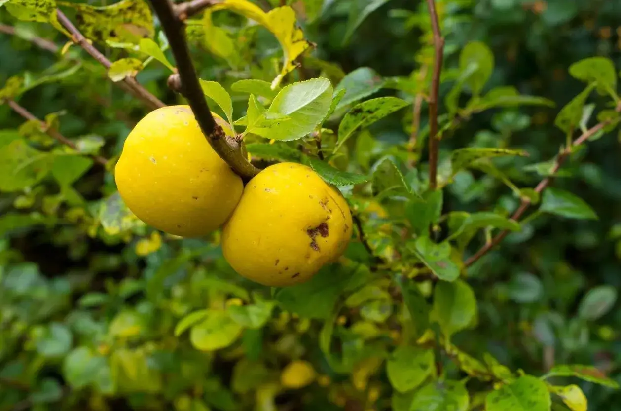 Dos membrillos amarillos cuelgan de una rama, listos para caer. El follaje verde y frondoso rodea los frutos, creando un ambiente natural.