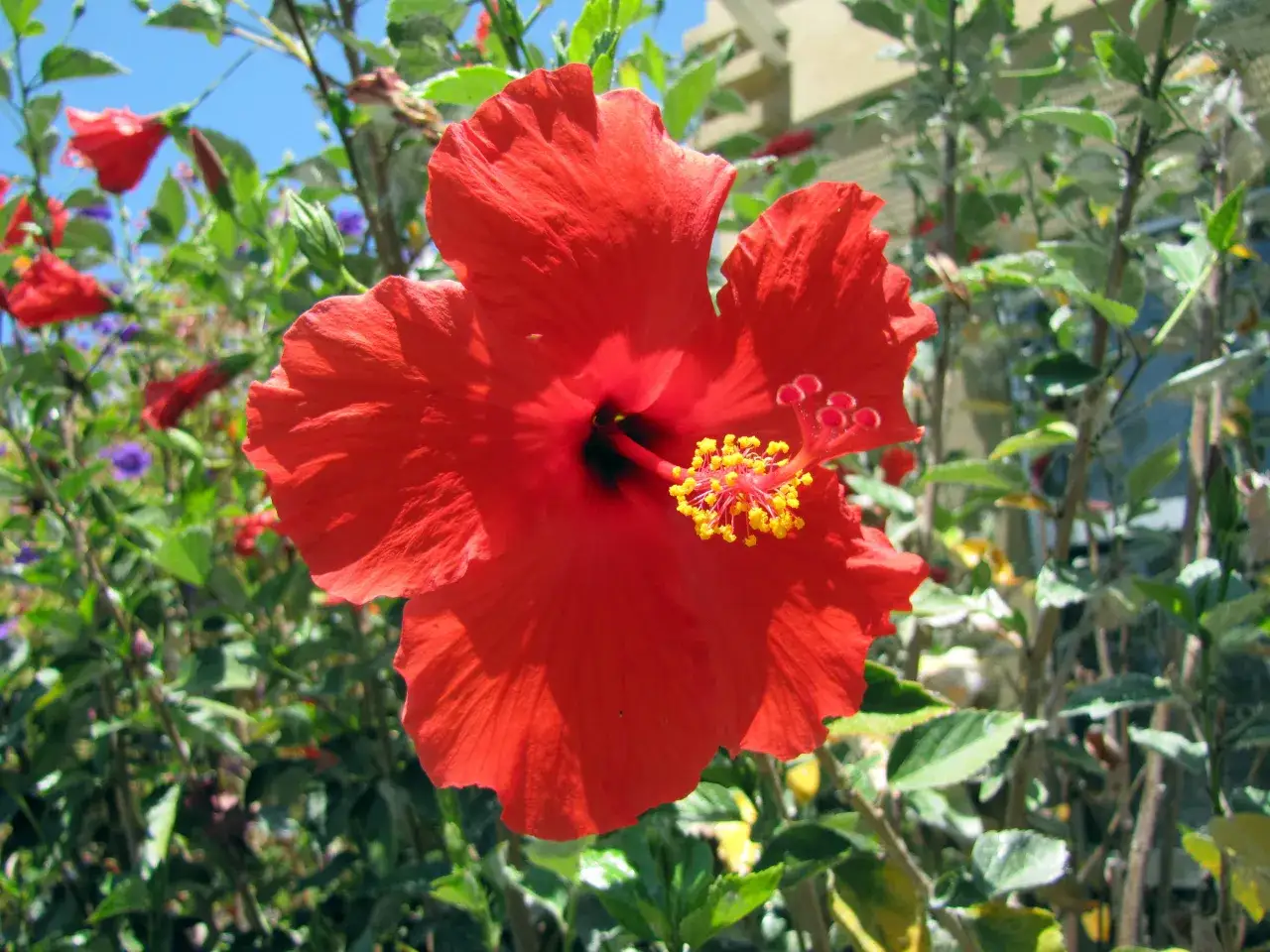 Una vibrante flor de hibisco rojo, símbolo de la planta pacifico, florece bajo un cielo azul.