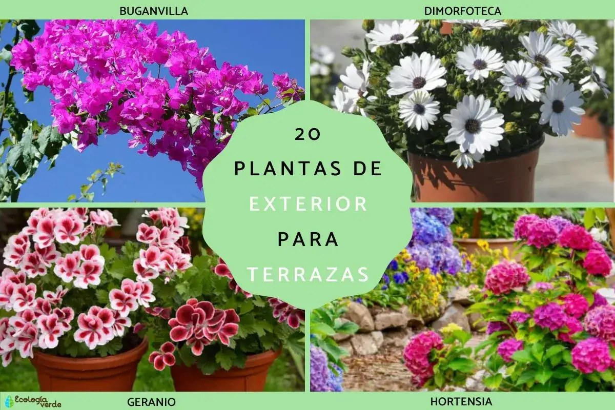 Ideas para que plantar en jardineras de exterior: buganvilla, geranios, dimorfotecas y hortensias.