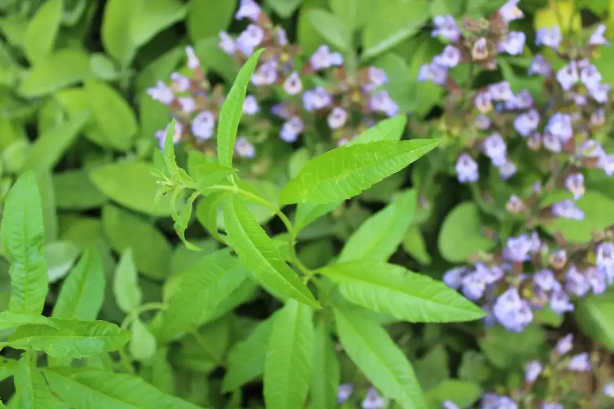 Hojas verdes vibrantes de la planta mar&iacute;a luisa, con delicadas flores p&uacute;rpuras al fondo.