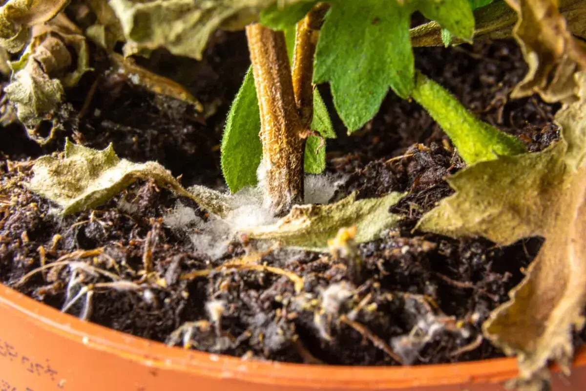 Moho blanco y algodonoso cubre la tierra de una planta, rodeando el tallo y hojas secas.