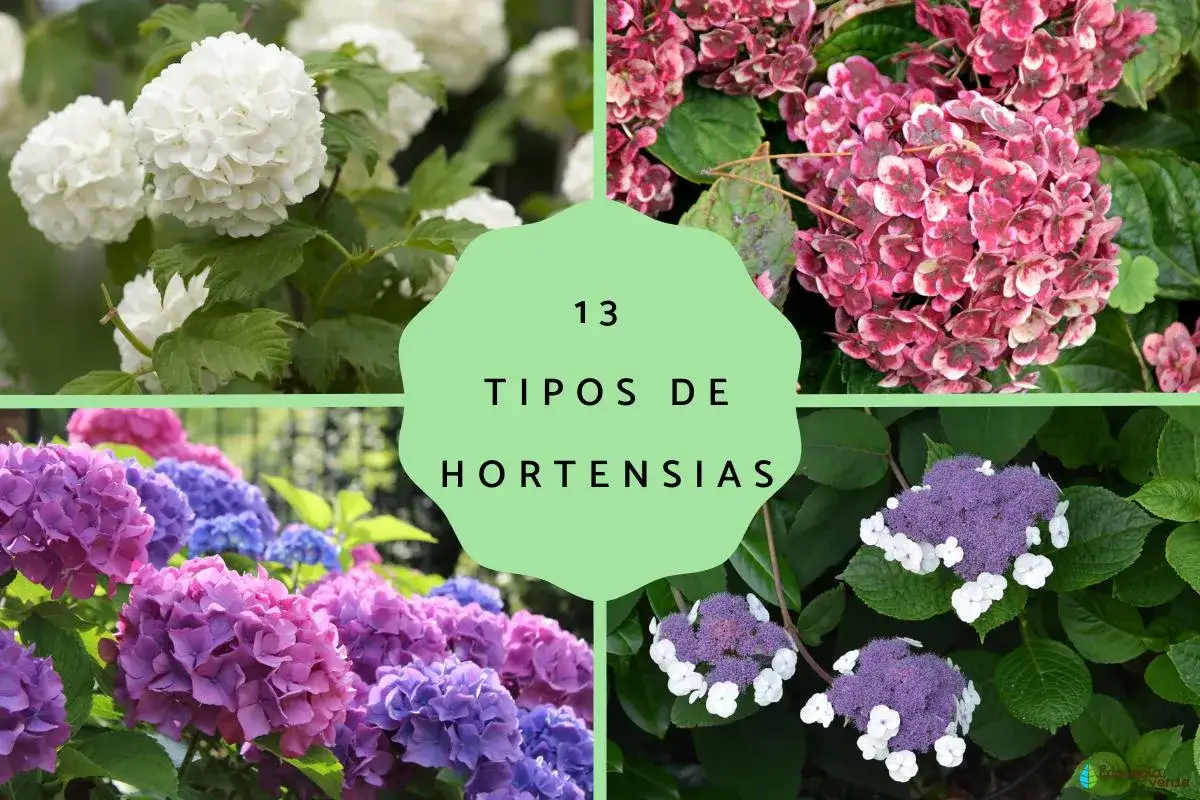 Collage de 13 tipos de hortensias: blancas, rosas, moradas y azules. Flores exuberantes y coloridas.