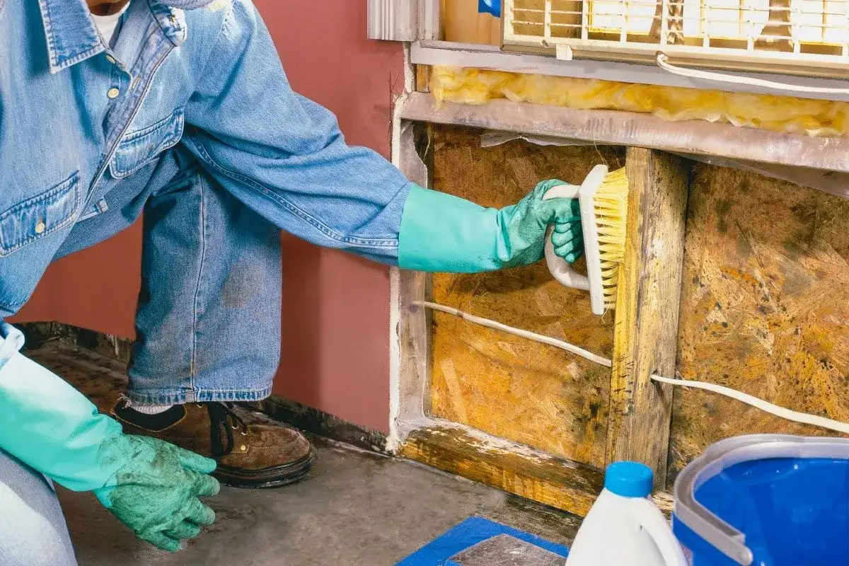 Persona con guantes verdes cepilla madera para quitar moho. Se ve un cubo azul y botella de limpiador.