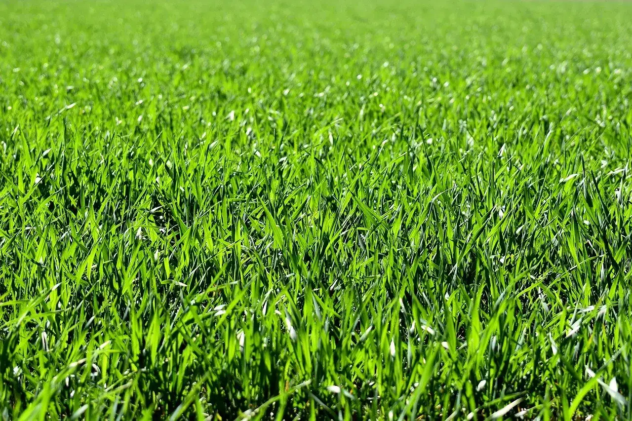 Campo verde y frondoso, mostrando diferentes tipos de c&eacute;sped bajo la luz del sol.