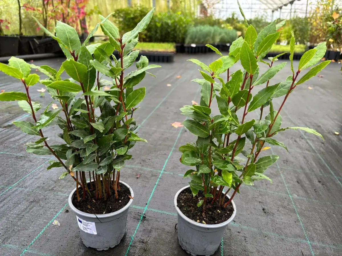 Dos plantas de laurel listas para plantar. Sus hojas verdes y tallos rojizos prometen un futuro lleno de aroma y sabor.
