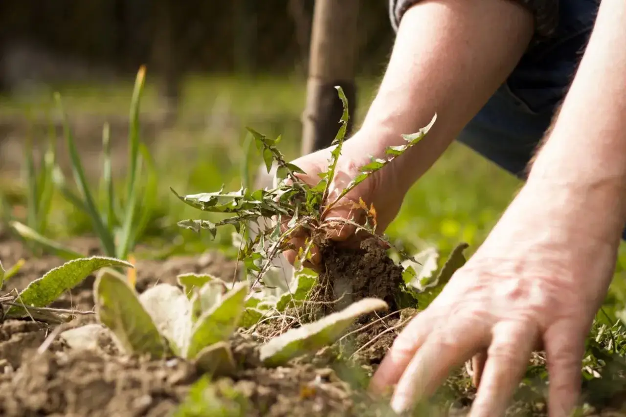 Manos arrancando malas hierbas con raíces, un paso clave para eliminar malas hierbas para siempre y cultivar un jardín saludable.