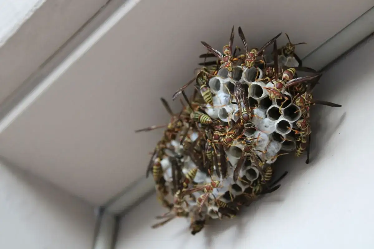 Un gran nido de avispas se aferra a la esquina de una casa, con muchas avispas activas en su interior.