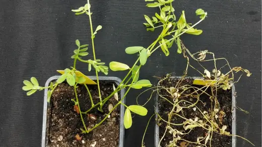 Cultivar lentejas - Guía completa para tu huerto