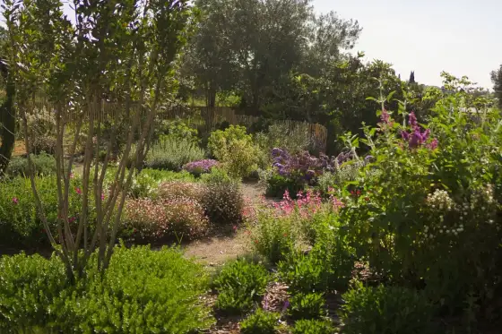 Flores de prado - ¿Cómo tener un jardín sostenible y bello?