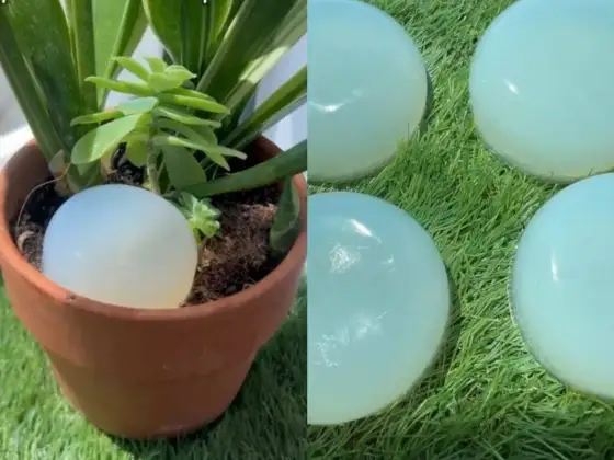 Riego casero para vacaciones - ¡Tus plantas seguras!