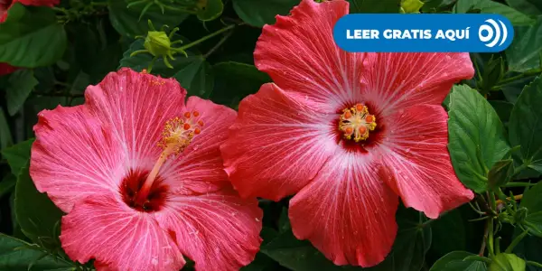 Dos flores de hibisco rosa vibrante, una **planta pacífico** que evoca serenidad. Gotas de rocío brillan en sus pétalos.