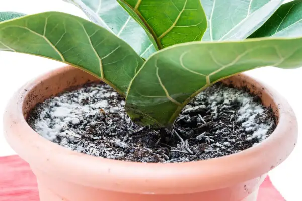 Moho blanco cubre la tierra de una planta de interior en maceta, indicando posible exceso de riego.