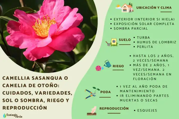 Camellia sasanqua, o camelia de otoño, con sus cuidados, variedades, sol o sombra, riego y reproducción. Explora los tipos de camelias.