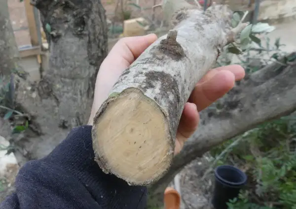 Rama de olivo recién cortada, ideal para esquejes. La mejor época para hacer esquejes de olivo es ahora.