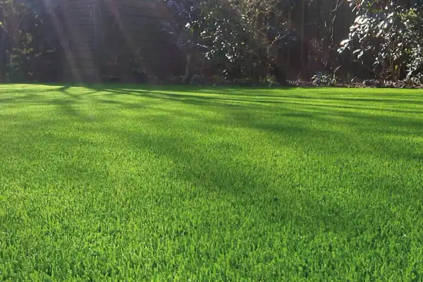 Un césped verde y frondoso, con sombras de árboles que crean patrones. Hay varios tipos de césped que podrían dar este aspecto perfecto.