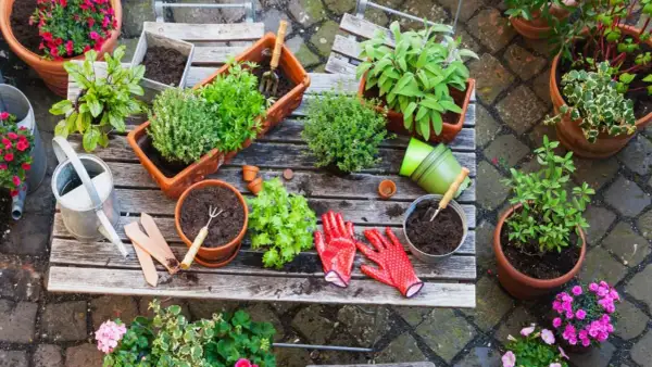 Ideas para que plantar en jardineras de exterior: hierbas aromáticas, flores y plantas verdes en macetas, con herramientas y guantes listos.