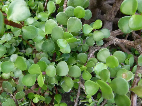 Portulacaria afra cuidados: hojas verdes y carnosas de una planta suculenta, ideal para bonsáis.