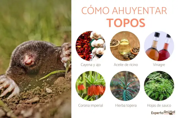 Un topo emerge de la tierra. La imagen muestra métodos para ahuyentar topos: cayena y ajo, aceite de ricino, vinagre, corona imperial, hierba topera y hojas de sauco.