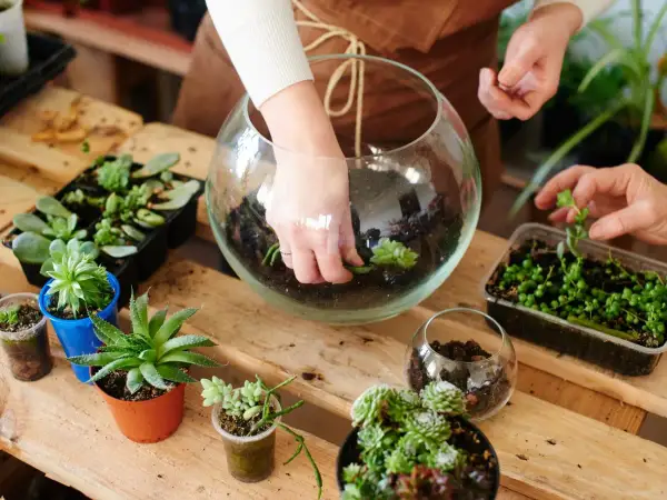 Manos creando un jardín eterno en un terrario de cristal, rodeado de suculentas y plantas en macetas.