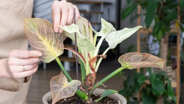 Manos revisan hojas secas y marchitas de una planta con hojas verdes y blancas, mostrando diferentes tipos de senecio.